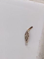 Insecta