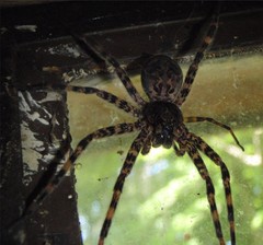 Dolomedes tenebrosus