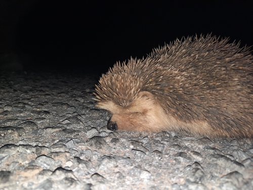 North African Hedgehog