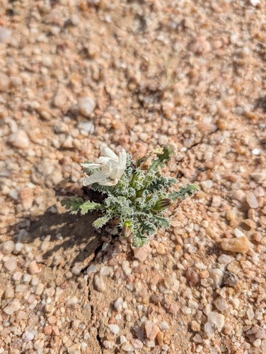 holly dandelion (Glyptopleura setulosa)