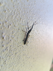 Ithystenus hollandiae