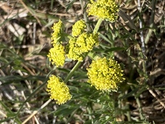 Lomatium triternatum