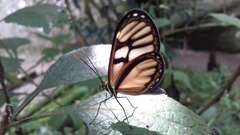 Athesis clearista