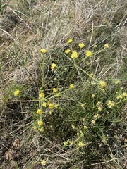 Lomatium triternatum