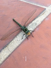 Castoraeschna decurvata