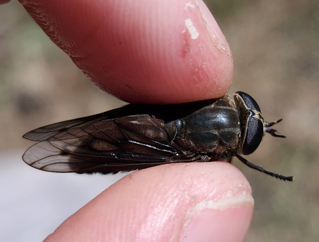 Agkistrocerus megerlei