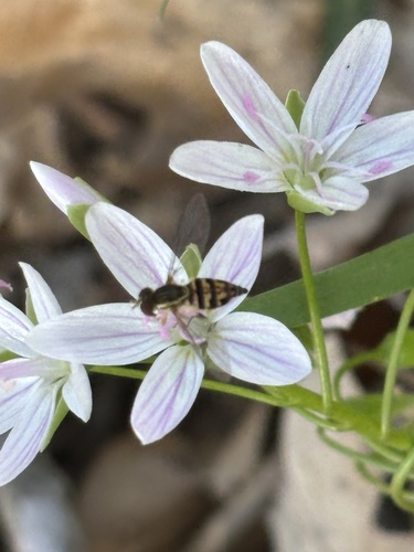 Unknown species found near Warner Park Nature Center, Nashville, TN, US