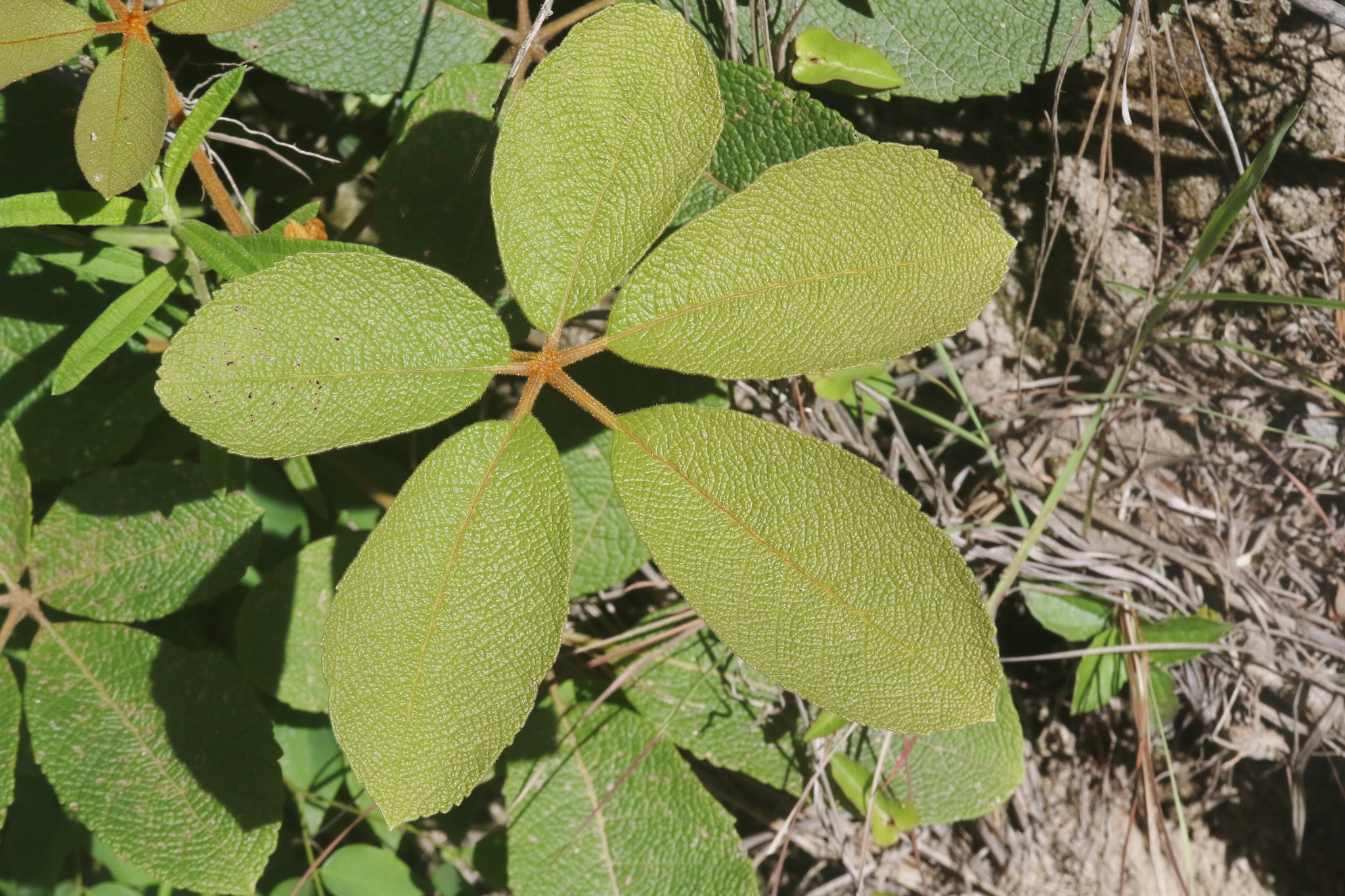 Imagem de Vitex beraviensis