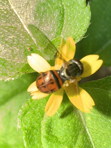 Unknown species found near Brazos Bend State Park, Needville, TX, US