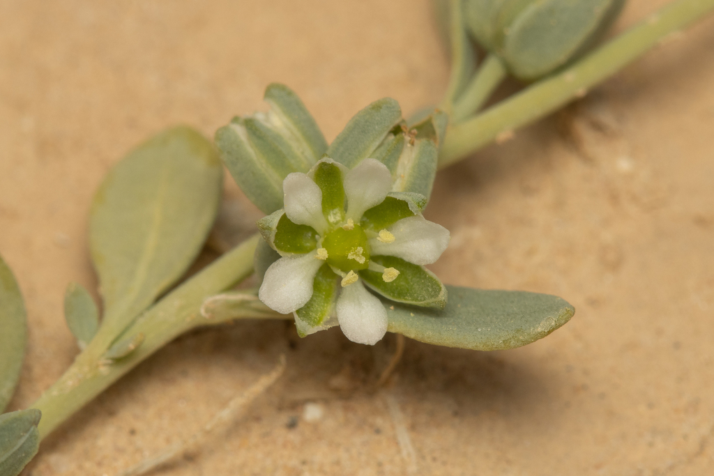 Telephium sphaerospermum