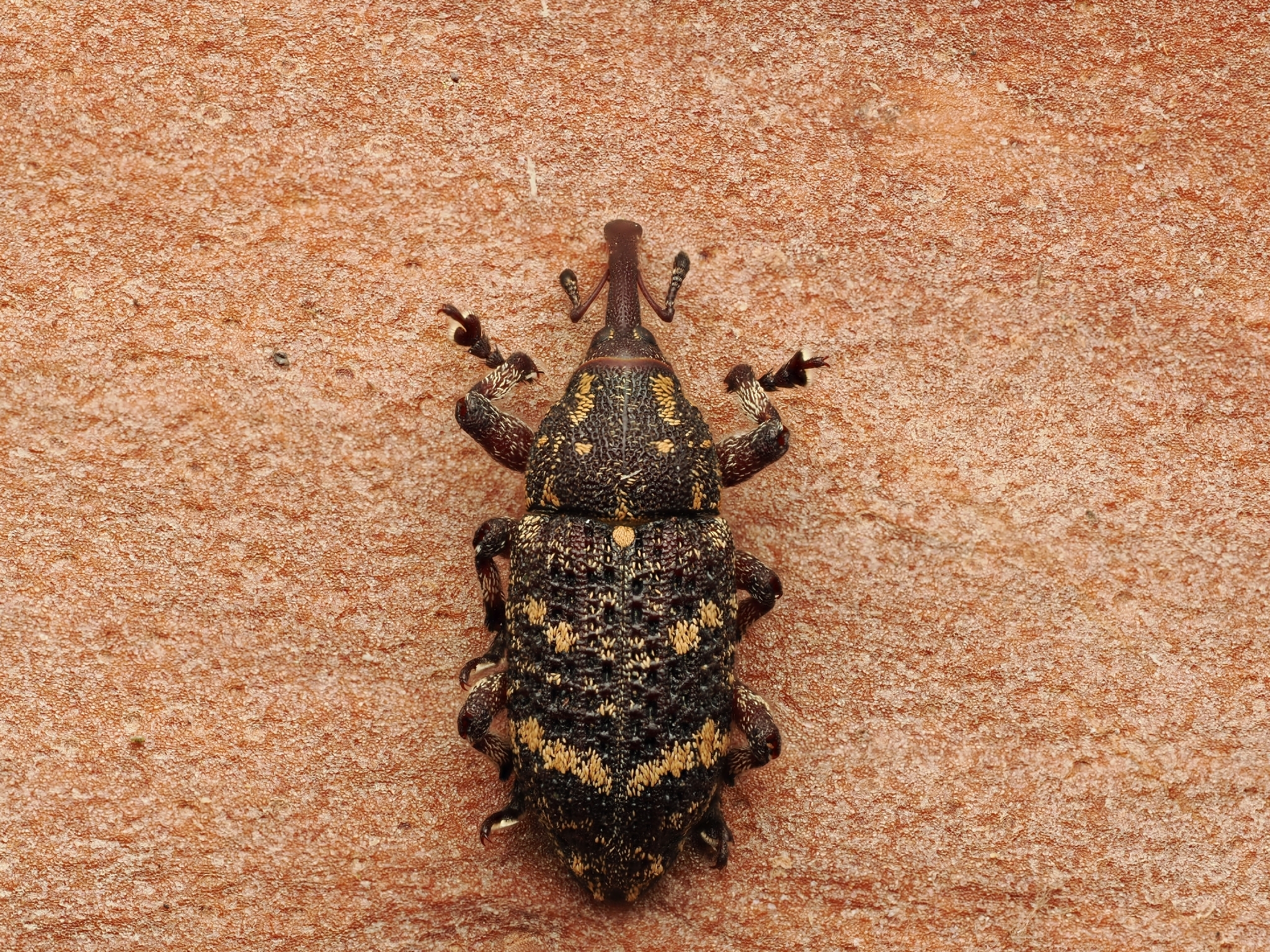 Pissodes pini
