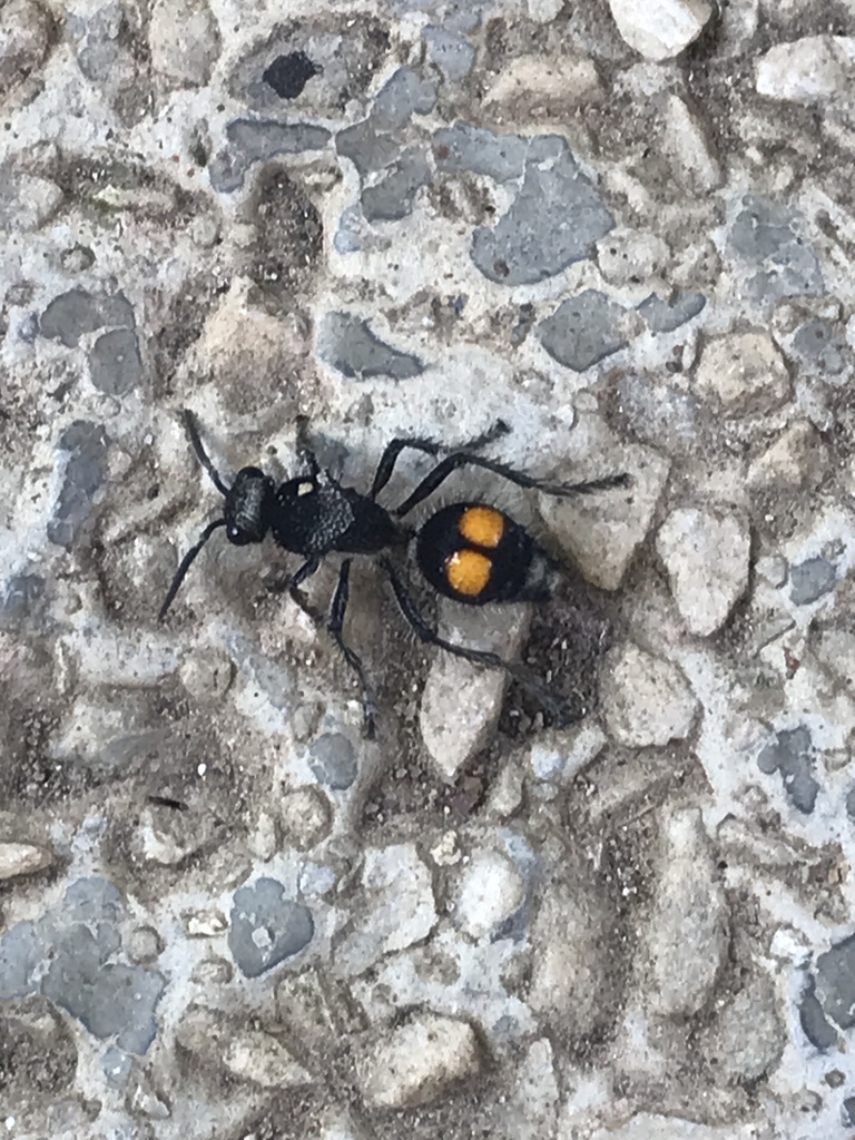 Traumatomutilla incerta