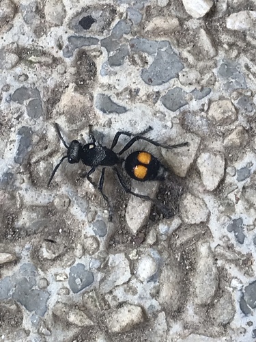 Traumatomutilla incerta
