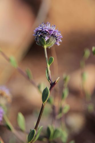 Globularia arabica, photograph 1