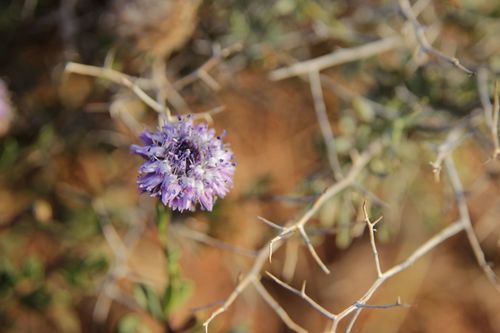 Globularia arabica, photograph 2