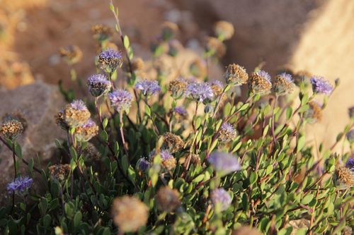 Globularia arabica, photograph 3