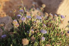 Globularia arabica