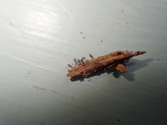 Comatricha pulchella