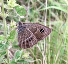 Pampasatyrus gyrtone