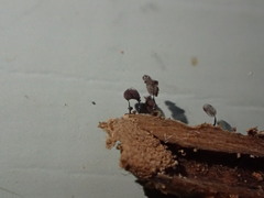 Comatricha pulchella