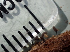 Comatricha pulchella