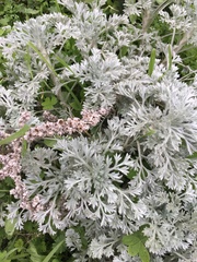 Artemisia pycnocephala