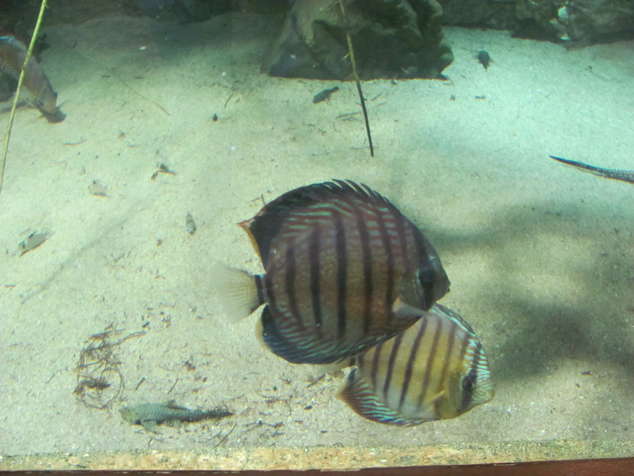 孟加拉豆娘魚(石剎婆) Abudefduf bengalensis