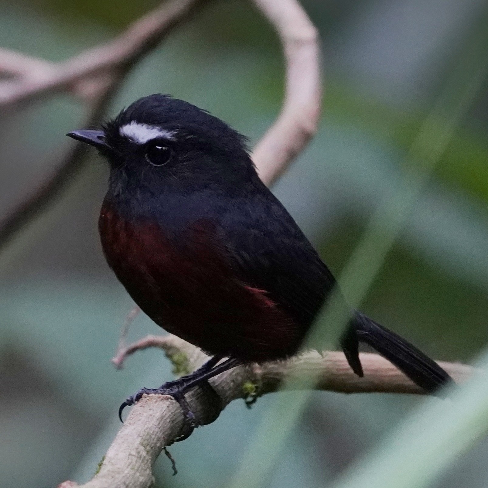 Slaty-backed Chat-Tyrant (Ochthoeca cinnamomeiventris), photo 1