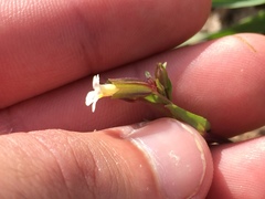 Erythranthe latidens