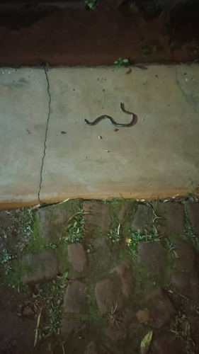Zambezi Blind Snake