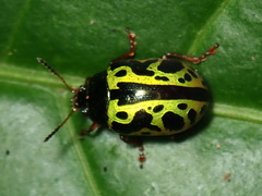 Calligrapha fulvipes