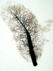 Comatricha pulchella