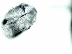 Comatricha pulchella