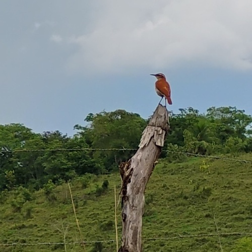 Wing-banded Hornero