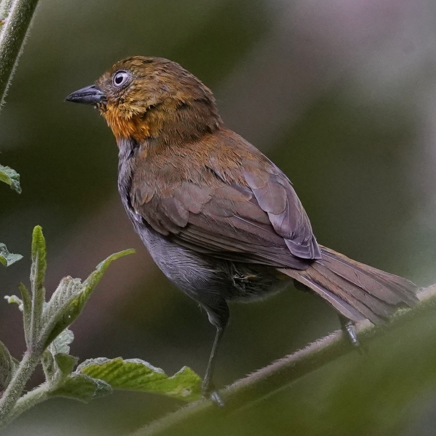 Yellow-throated Chlorospingus (Chlorospingus flavigularis), photo 3