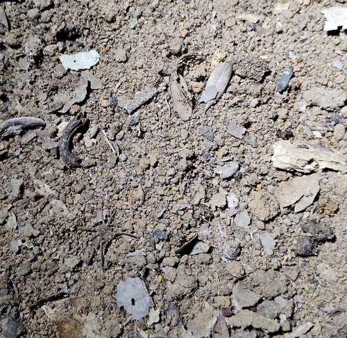 Sicarius ornatus