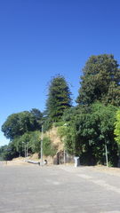 Araucaria heterophylla