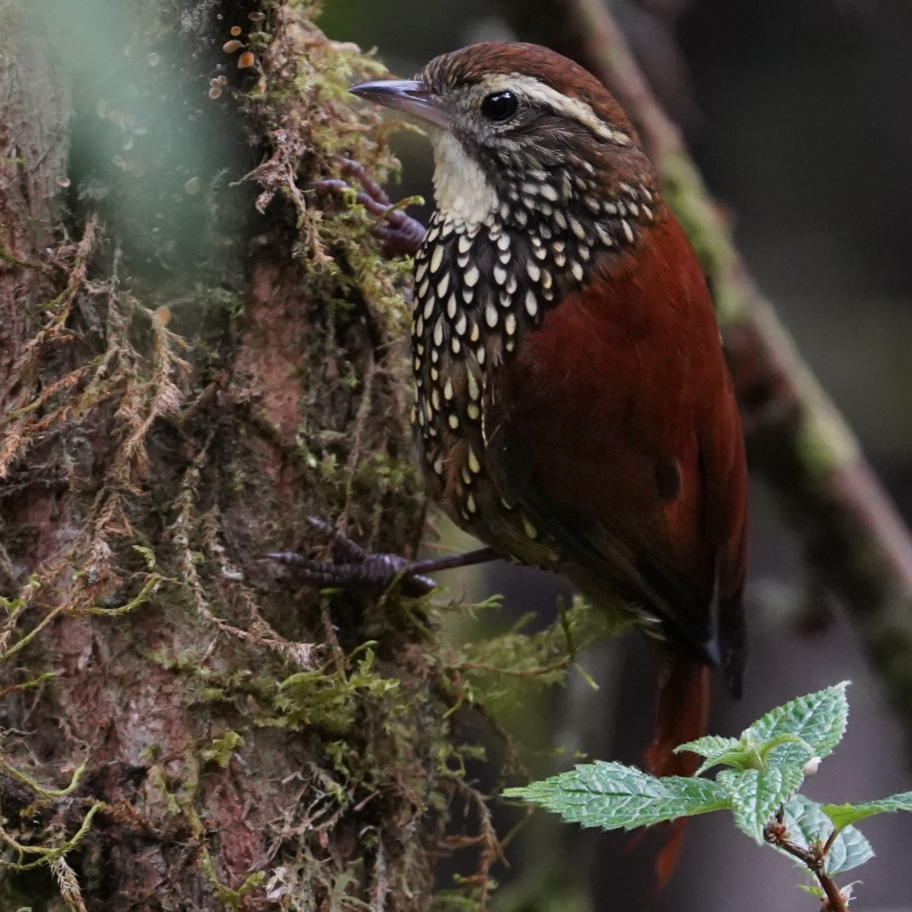 Pearled Treerunner (Margarornis squamiger), photo 4