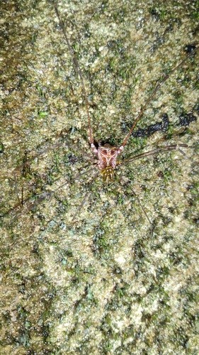 Mitogoniella modesta
