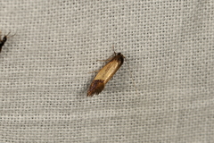 Oecophorinae