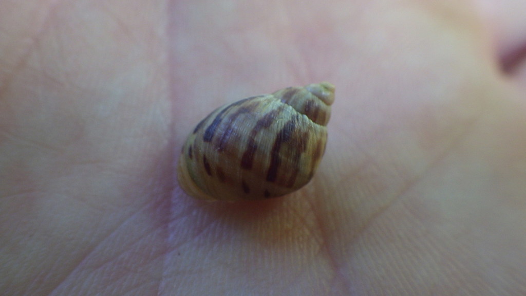 Plectostylus vagabondiae