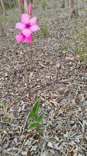 Madagascar Periwinkle