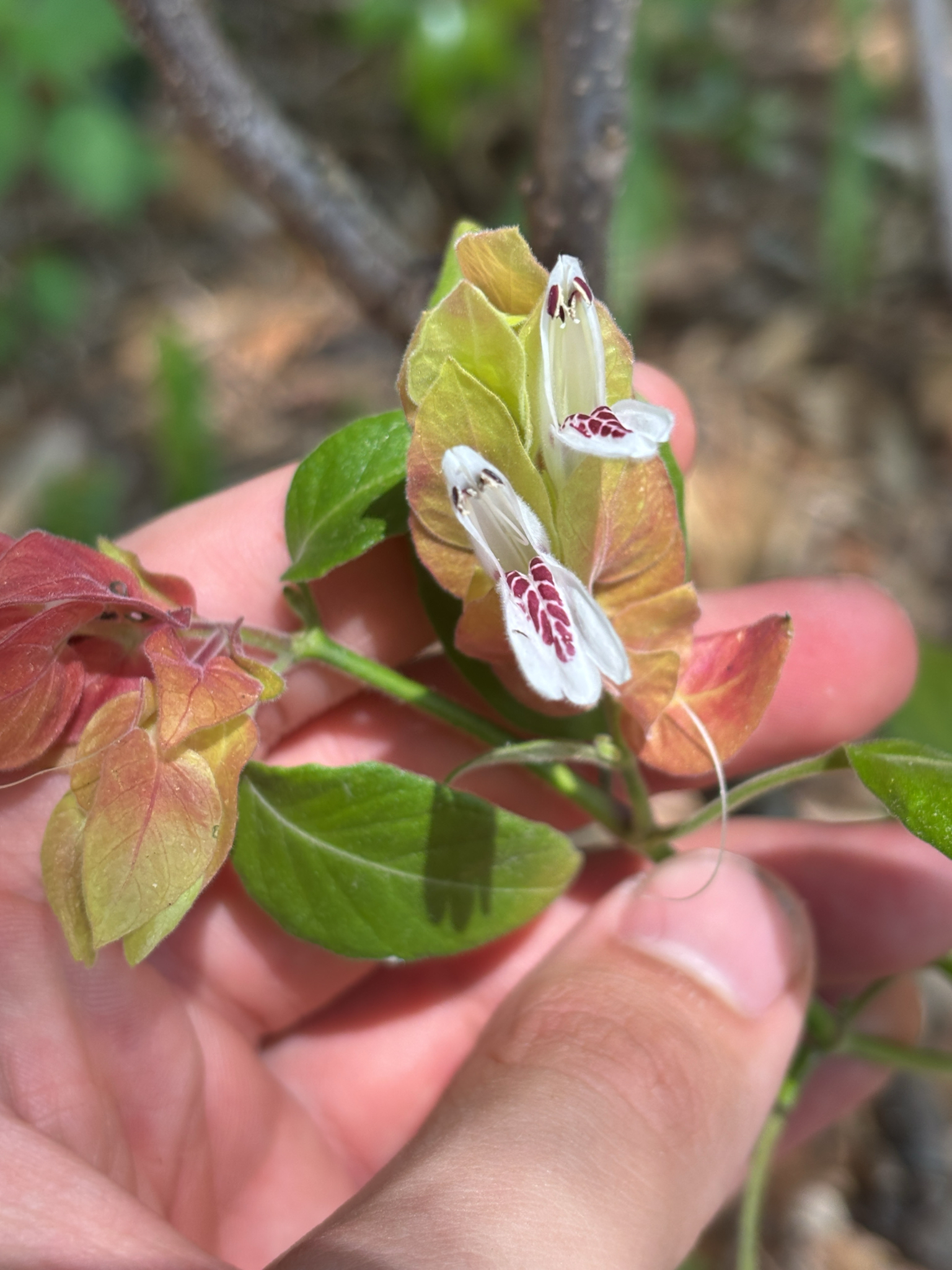 Shrimpplant (Justicia brandegeeana)