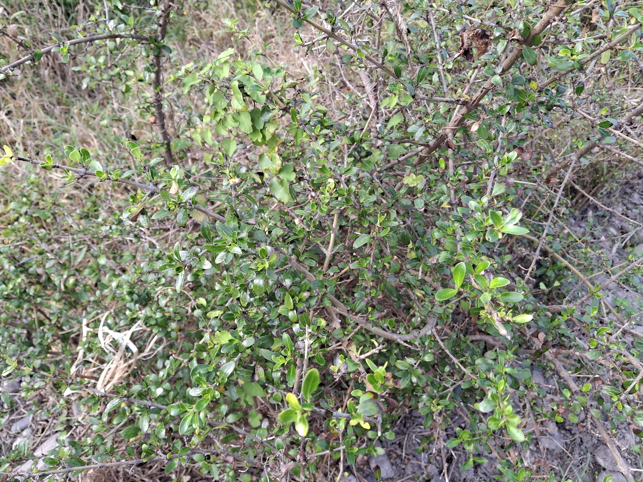 Coprosma ×