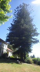 Araucaria heterophylla