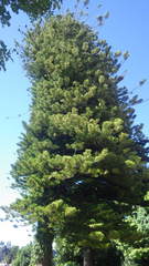 Araucaria heterophylla