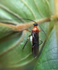 Heteroptera
