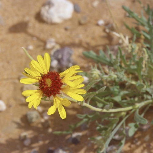 red dome blanketflower (Gaillardia pinnatifida)