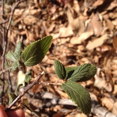 Ceanothus caeruleus
