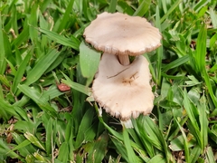 Agaricales